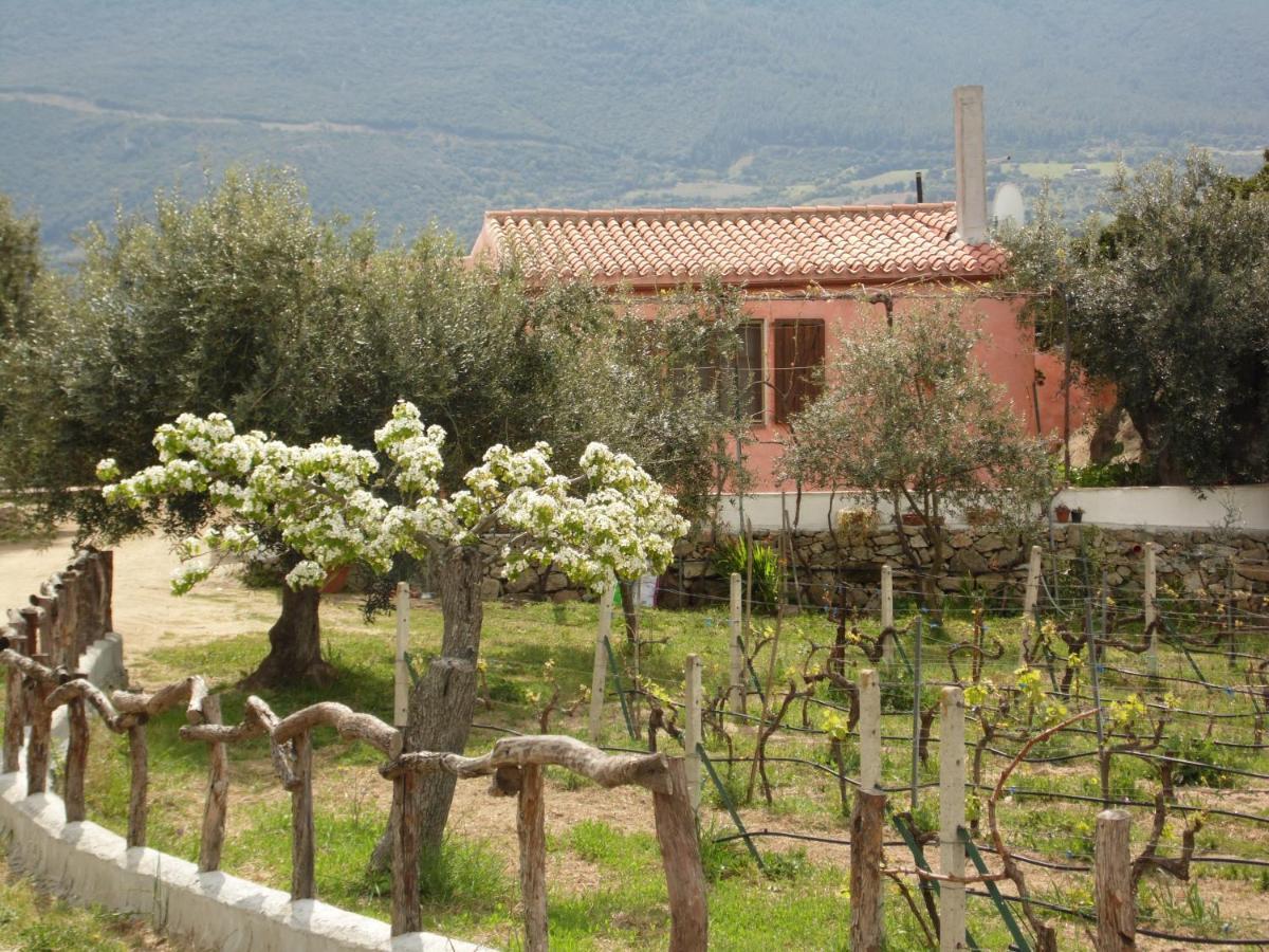 Villa L'Oleandro Олиена Екстериор снимка